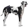 Vets Best Perfect Fit Washable Female Dog Diaper, 1 count Vets Best Perfect Fit Washable Female Dog Diaper, 1 count