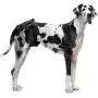 Vets Best Perfect Fit Washable Female Dog Diaper, 1 count