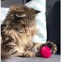 Pet Qwerks Cat Babble Ball with Catnip Infused, Interactive Cat Toy