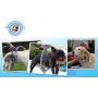 Woof Washer 360 - Perfect Dog Washing Station for Your Dog