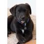 PetDwelling Light Weight Aluminum QR Code Pet ID Tag Links to Online Profile w/Emergency Contact/Google Location Stamp