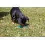 BioSafe BioSafe Puppy Bone