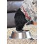 OurPets DuraPet Premium No-Tip Stainless Steel Pet Bowls