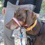 Kurgo Snout About Dog Head Halter | Headcollar for Dogs | No Pull Dog Training Collar | Dog Training Tool | Gentle Control while Walking | Reflective Trim | Coastal Blue & Raspberry Purple | 3 sizes