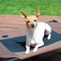 K&H PET PRODUCTS Original Pet Cot Elevated Dog Bed Chocolate/Black Mesh Medium 25 X 32 X 7 Inches
