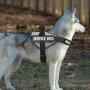 MUMUPET Service Dog Harness, No Pull Easy On and Off Pet Vest Harness, 3M Reflective Breathable & Easy Adjust Pet Halters with Nylon Handle - No More Tugging or Choking for Small Medium Large Dogs