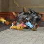 Coastal Pet Lil Pals 4'' Latex Monkey Dog Toy with Squeaker, Blue (1-Unit)