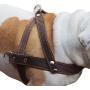 Brown Leather Dog Pulling Walking Harness Large. 31''-35'' Chest, 1.5'' Wide Straps