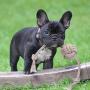 Dog Puppy Rope Toys Dog Chew Toy for Small to Medium Dogs, Interactive Dog Toys Dog Tug Toy Durable Puppy Chew Toy for Teething Pet Toys for Dog Dog Gift Set Dog Puppy Rope Toys Dog Chew Toy for Small to Medium Dogs, Interactive Dog Toys Dog Tug Toy Durable Puppy Chew Toy for Teething Pet Toys for Dog Dog Gift Set