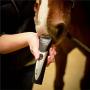 Wahl Professional Animal Chromado Pet, Dog, Cat, and Horse Corded / Cordless Clipper