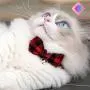 Nefelibata pet cat Collar with Bells Cute British Style Bowknot Bell cat Bow tie Fashion Beautiful Comfortable (Orange-Grey Plaid)