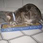 Cat Scratchers - Affordable Corrugated Honeycomb Scratching Pad Box with Catnip