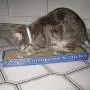 Cat Scratchers - Affordable Corrugated Honeycomb Scratching Pad Box with Catnip Cat Scratchers - Affordable Corrugated Honeycomb Scratching Pad Box with Catnip