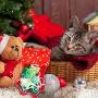Sanlebi Christmas Cat Toys Stocking - 6 PCS Pet Cat Assorted Indoor Interactive Toys with Bell X-mas Gift Set for Kitten Kitty