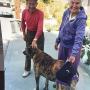 Walkabout Back END Harness Dog Lift, Support Aid, Dogs and Cats Needing Assistance with Walking.a Back end Lift Mobility Aid