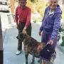 Walkabout Back END Harness Dog Lift, Support Aid, Dogs and Cats Needing Assistance with Walking.a Back end Lift Mobility Aid