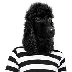 Off the Wall Toys Standard Poodle Mask Dog Halloween Costume Face Mask Kennel Club