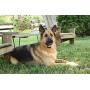 PetSafe Basic Remote Dog Training Collar for Dogs 8 lb. and Up with Tone and Static Stimulation, Water Resistant, Up to 75 Yards