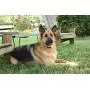 PetSafe Basic Remote Dog Training Collar for Dogs 8 lb. and Up with Tone and Static Stimulation, Water Resistant, Up to 75 Yards PetSafe Basic Remote Dog Training Collar for Dogs 8 lb. and Up with Tone and Static Stimulation, Water Resistant, Up to 75 Yards