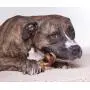 Downtown Pet Supply 10'' Thick Curly Bully Sticks for Dogs Made in USA - Odorless Dog Dental Chews Treats Bully Sticks (20 Pack) Downtown Pet Supply 10'' Thick Curly Bully Sticks for Dogs Made in USA - Odorless Dog Dental Chews Treats Bully Sticks (20 Pack)