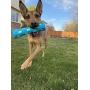 OllyDog Adventure Fetch Rubber Toy, Functional, Tough, Durable Rubber Toy for Dogs, Squeaky Stick Toy, Perfect Puppy Chew Toy Made from Non-Toxic Natural Rubber for MediumDog
