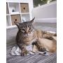 Petlinks Floor Cat Scratchers