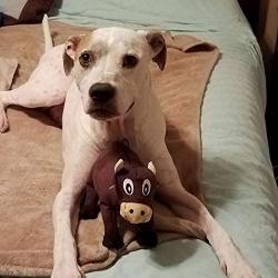 Smart Pet Love - Tender-Tuffs - Big Shots