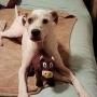 Smart Pet Love - Tender-Tuffs - Big Shots