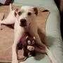 Smart Pet Love - Tender-Tuffs - Big Shots