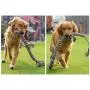 HYJA-Z Dog Toy Pet Supplies Biting Resistance Large Dog Bite Rope Knot Big Dog Tearing bite Tug-of-war Supplies red Black and White HYJA-Z Dog Toy Pet Supplies Biting Resistance Large Dog Bite Rope Knot Big Dog Tearing bite Tug-of-war Supplies red Black and White