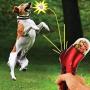 DishyKooker Home Dog Snack Catapult Launcher Dog Cat Treat Launcher Snack Food Feeder Catapult Pet Interactive Training Toys Convenient Items