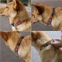 Hcpet Dog Harness (Rainbow Color, S(2.046cm))