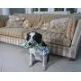 Bamboo Fat Cat Incredible Strapping Yankers Dog Toy Bamboo Fat Cat Incredible Strapping Yankers Dog Toy