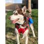 BABYLTRL Big Dog Harness No Pull Adjustable Pet Reflective Oxford Soft Vest for Large Dogs Easy Control Harness