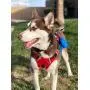BABYLTRL Big Dog Harness No Pull Adjustable Pet Reflective Oxford Soft Vest for Large Dogs Easy Control Harness BABYLTRL Big Dog Harness No Pull Adjustable Pet Reflective Oxford Soft Vest for Large Dogs Easy Control Harness