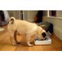 Sure Petcare - SureFeed - Motion Activated Sealed Pet Bowl