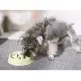 Pet Fun Slow Feeder Dog Cat Bowl Feeder Interactive Bloat Stop Dog Cat Water Bowl Non-Slip Puzzle Bowl Anti-Gulping Pet Slower Food Feeding Dishes Eco-Friendly Durable, Safe Healthy Pet Fun Slow Feeder Dog Cat Bowl Feeder Interactive Bloat Stop Dog Cat Water Bowl Non-Slip Puzzle Bowl Anti-Gulping Pet Slower Food Feeding Dishes Eco-Friendly Durable, Safe Healthy