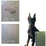 Siege Pet Stain Odor Remover Spot Cleaner Dog Urine Carpet Rug Upholstery