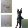 Siege Pet Stain Odor Remover Spot Cleaner Dog Urine Carpet Rug Upholstery Siege Pet Stain Odor Remover Spot Cleaner Dog Urine Carpet Rug Upholstery
