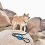 ZippyPaws - Adventure Leash Bag, Dog Poop Bag Holder Leash Attachment - Glacier Blue