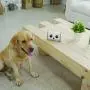 SKYMEE Owl Robot, 1080 FHD Pet Camera Treat Dispenser Interactive Toy for Dogs Cats Remote App Control (Only 2.4G WiFi)