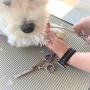 LuvFurPets Stainless Steel Dog and Cat Grooming Scissors with Safety Rounded Tips Pet Grooming Scissor Set for Dogs and Cats with Purple and Green Comfort Rings Cat Grooming Kit