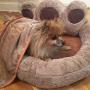 YESBEARS Ultra-Soft Memory Foam Dog Bed Microfiber Base (Blanket Included