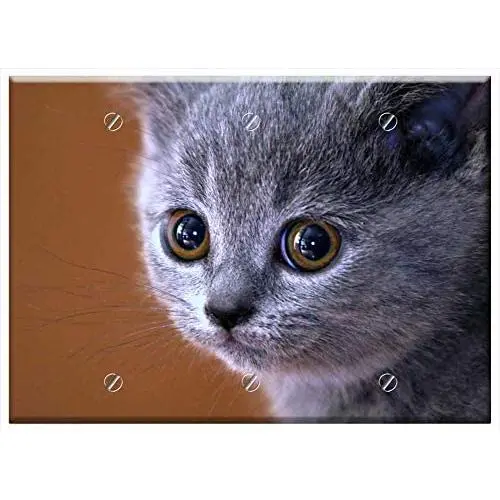 Triple Blank Wall Plate Cover - Animal Cat Kitten British Blue Cat Pet Triple Blank Wall Plate Cover - Animal Cat Kitten British Blue Cat Pet