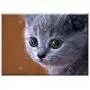 Triple Blank Wall Plate Cover - Animal Cat Kitten British Blue Cat Pet Triple Blank Wall Plate Cover - Animal Cat Kitten British Blue Cat Pet