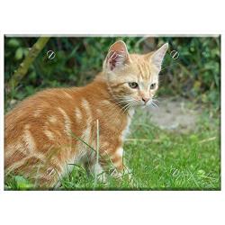 Triple Blank Wall Plate Cover - Cat Domestic Cat Young Cat Dear Pet Cat Eyes