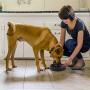 Foir Anti-Gulping Fun Feeder Slow Feed Interactive Bloat Stop Dog Bowls pet Slow Feeder Dog Bowls