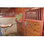 SYNBIONT AGRICULTURAL WASH Ag Wash: 1 Gallon Concentrate Horse Shampoo pet Supplies Dog Shampoo Horse tack wash