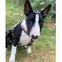 Max & Molly Ultra Secure and Comfortable Padded Neoprene Sport Step-in Dog Harness, Adjustable and Easy Control, Heroes