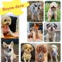 voopet Easy to Put On & Take Off Dog Harness, Puppy Padded Mesh Front Vest with Leash, Adjustable Pets No-Pull Walking Harness with Cute Bows for Small Dogs and Cats